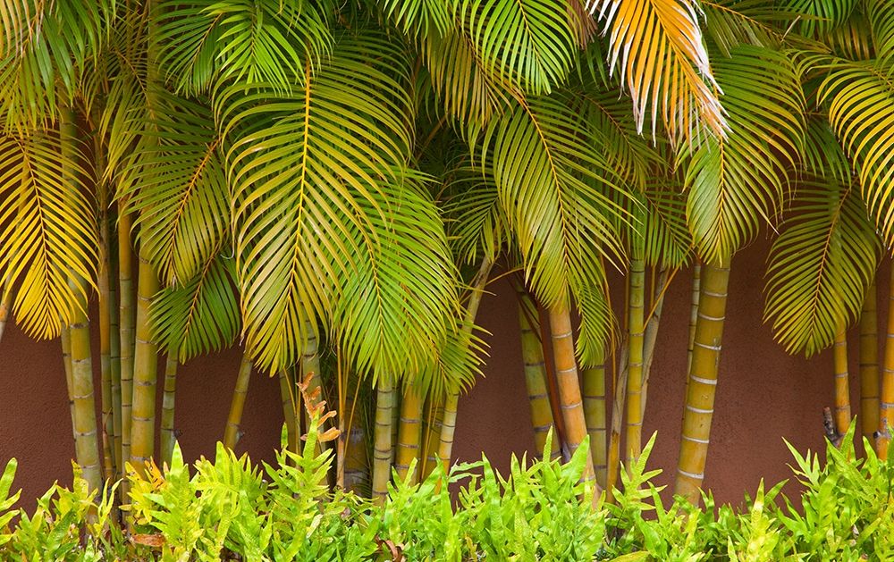 Hawaii-Maui-Kihei-Palm trees growing along wall